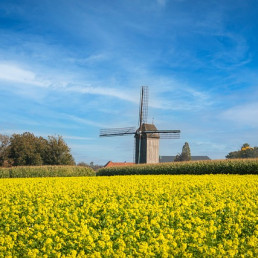 Ein gelb blühendes Rapsfeld, im Hintergrund eine Windmühle mit vier Flügeln.