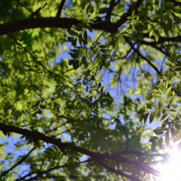 Light filtering through the green canopy of a leafy tree