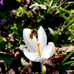 Eine Biene fliegt über der geöffneten Blüte eines Krokusses.