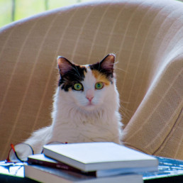 A cat sits in a chair behind a stack of notebooks.