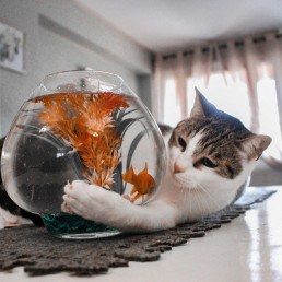Eine Katze liegt auf einem Teppich und umschließt mit den Pfoten ein Goldfischglas.